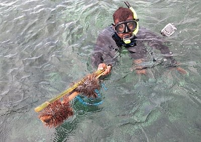 Raja Ampat Marine Park Authority Crown of Thorns Starfish 12