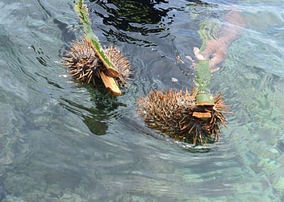 Raja Ampat Marine Park Authority Crown of Thorns Starfish 11