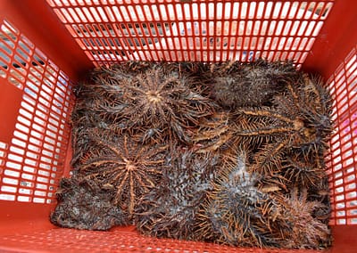 Raja Ampat Marine Park Authority Crown of Thorns Starfish 7