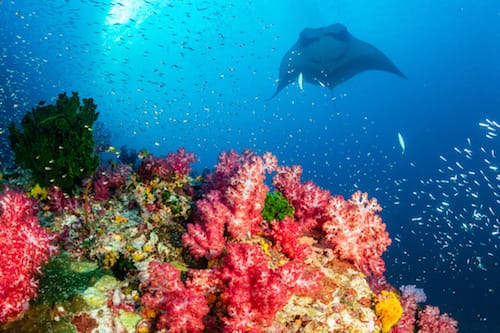 Oceanic Manta Ray swimming over a colourful, healthy tropical coral reef Wayag Raja Ampat