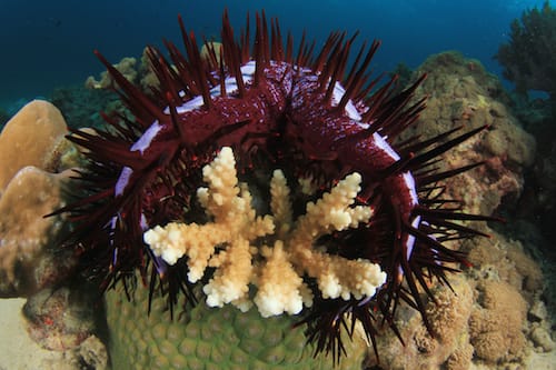 Crown-of-Thorns-Starfish-eats-coral-raja-ampat